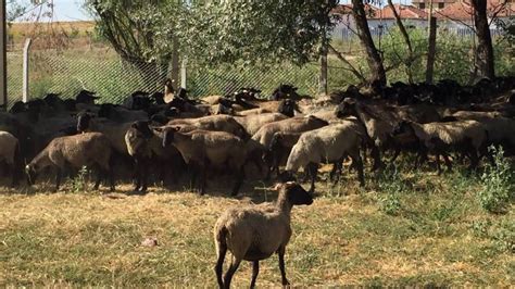 Ege romanov koyun çiftliği nerede