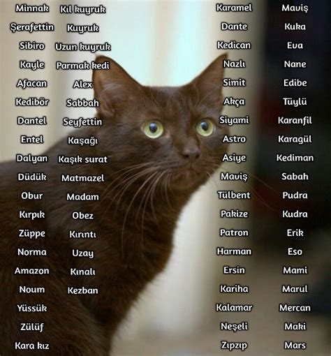 Erkek kedi isimleri