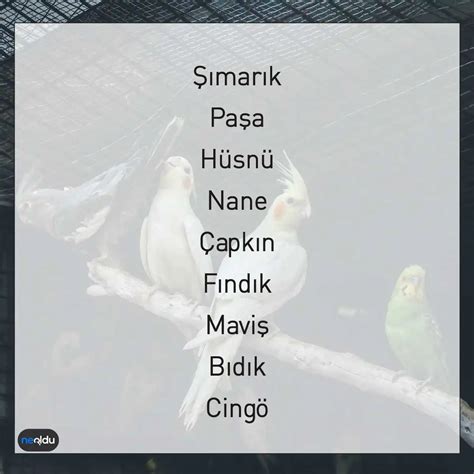Erkek kuş isimleri muhabbet
