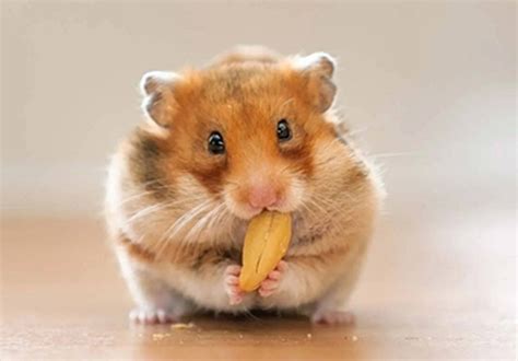 Evde hamster beslemenin zararları
