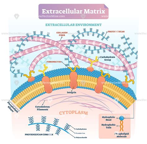 Extracellular Matrix Collagen Fibers Embedded