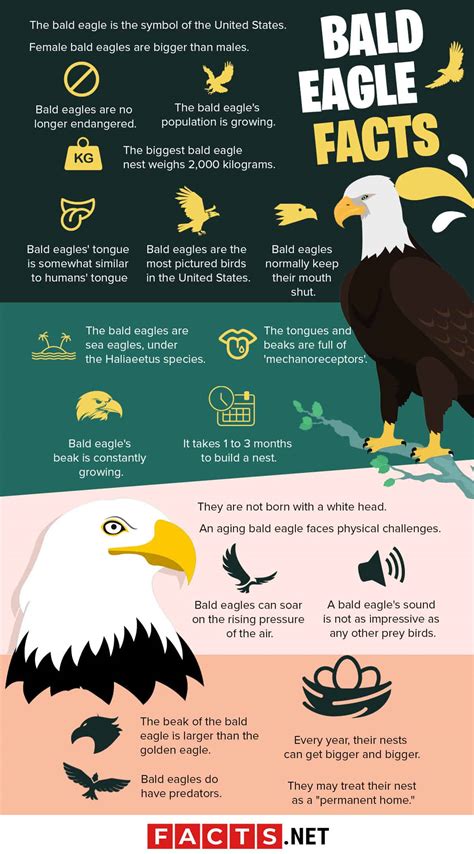 Facts Of The Bald Eagle