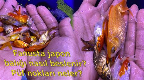 Fanusta japon balığı besleme
