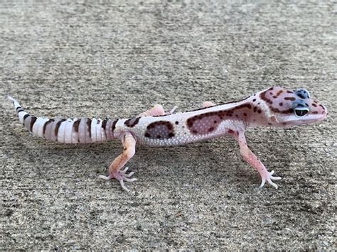 Free Leopard Geckos For Sale