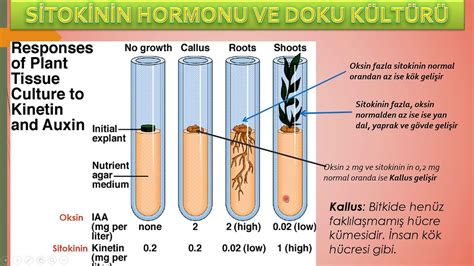 Giberellin hormonu nedir