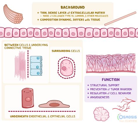 Glomerular Basement Membrane Collagen Type