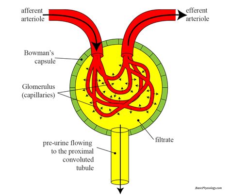 Glomerulus Labeled