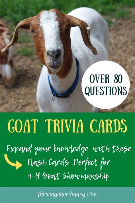 Goat Boer card game