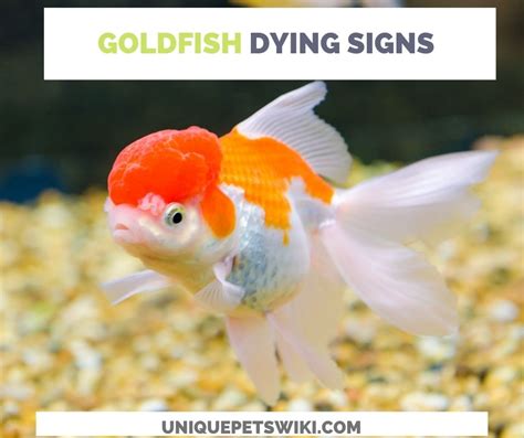 Goldfish Dying Symptoms