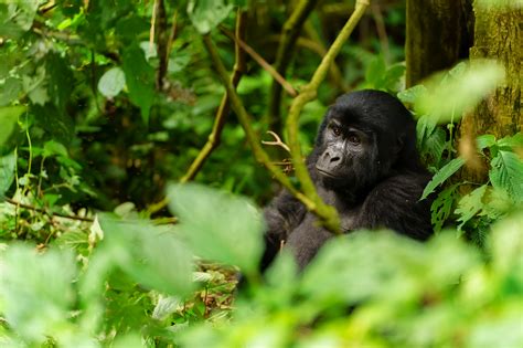 Gorillas Uganda Best Time Visit
