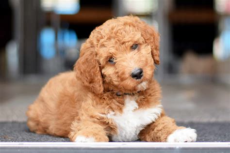Great Doodle Puppies For Sale