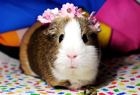 Guinea pig isimleri