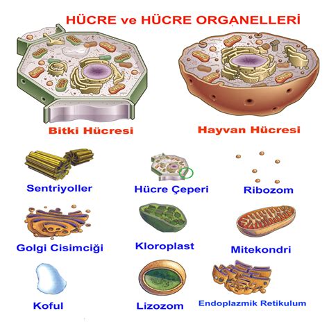 Hücre bölümleri ve görevleri