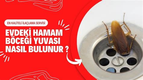 Hamam böceği tuzağı nasıl yapılır