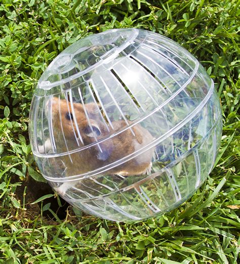 Hamster ball