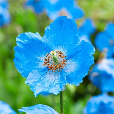 Himalayan Blue Poppy Seeds