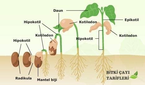 Hipokotil nedir