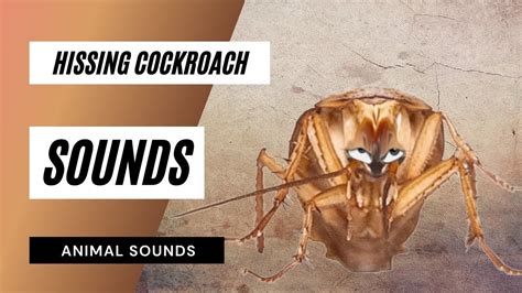 Hissing Cockroach Sound