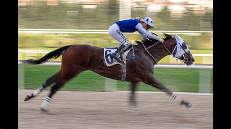 Horseturk at yarışı