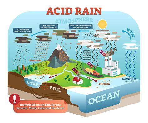 How Acid Precipitation Affects Ecosystems