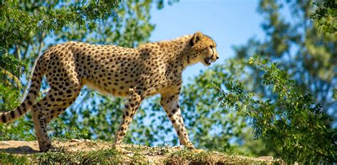 How High Can A Cheetah Jump