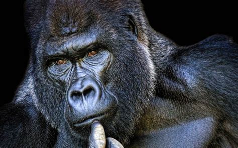 How Intelligent Are Gorillas