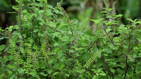 How To Identify Tulsi Plant