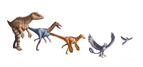 If People Had Evolved From Raptors