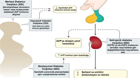 Insipidus ne demek