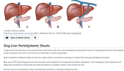 Intrahepatic Liver Shunt In Dogs