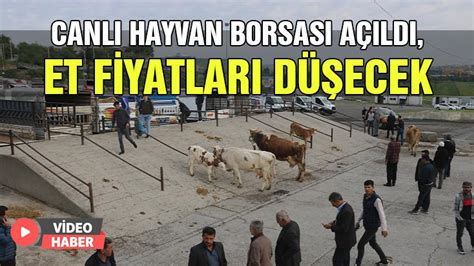 Istanbul canlı hayvan borsası