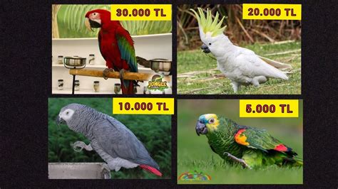 Izmir papağan fiyatları