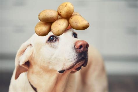 Köpek patates yer mi