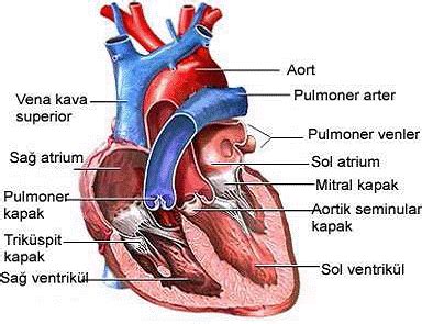 Kalbi besleyen damarlara ne denir