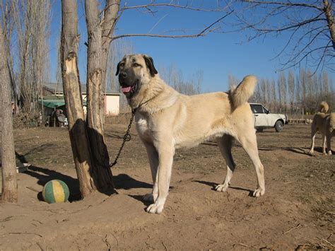 Kangal özellikleri uzmantv