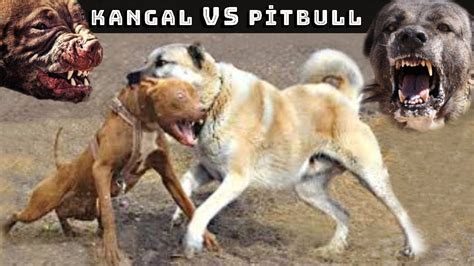 Kangal vs pitbull