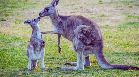 Kanguru dört ayaklı bir hayvan mıdır