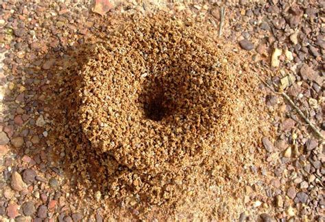 Karınca yuvası
