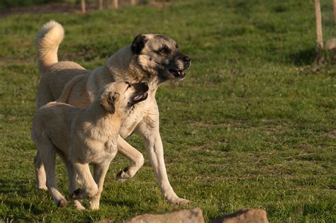 Karakılçık kangal