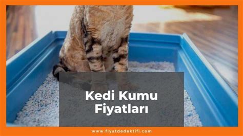 Kedi kumu kaç lira