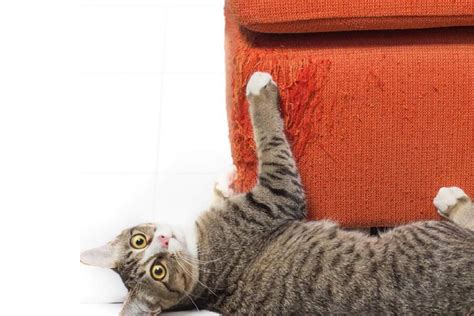 Kedilerin koltukları tırmalamasını engellemek