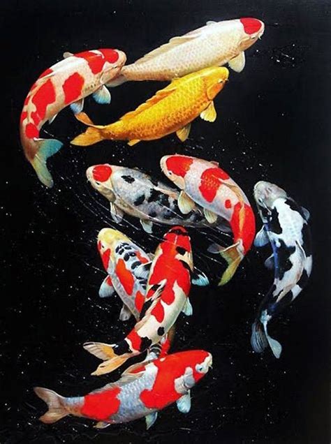 Koi Fish Lucky Number