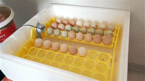Kuluçka makinasina yumurtalar nasil konur