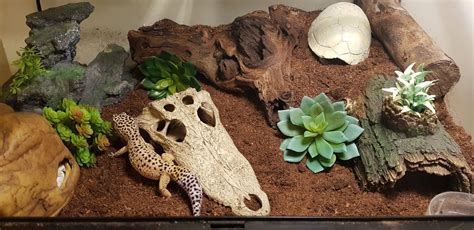 Leopard Gecko Terrarium Setup