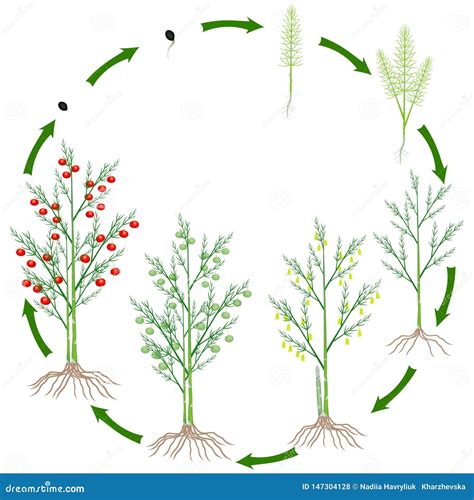 Life Cycle Of Asparagus Plant