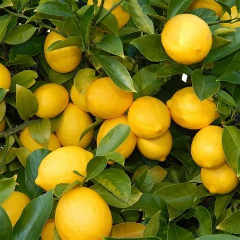 Limon ağacı nereden alınır