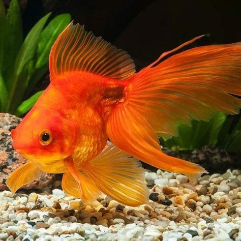 Live Goldfish For Sale Online