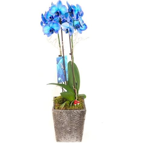 Mavi orkide satın al