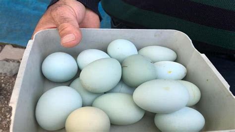 Mavi yumurtlayan tavuk satılık