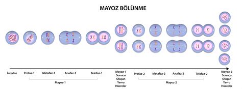 Mayozun aşamaları